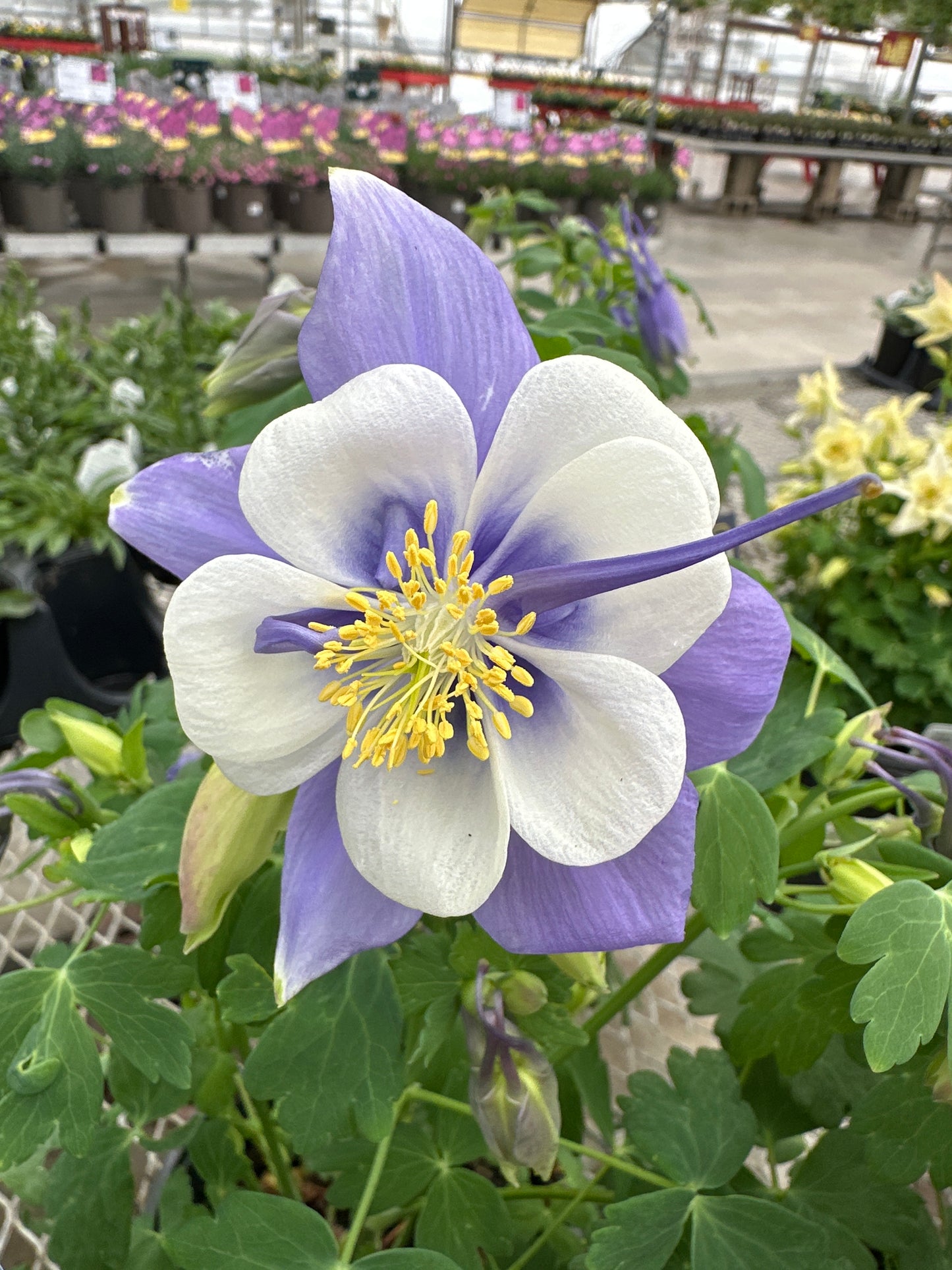 AQUILEGIA EARLY BIRD BLUE WHITE - QUART POT