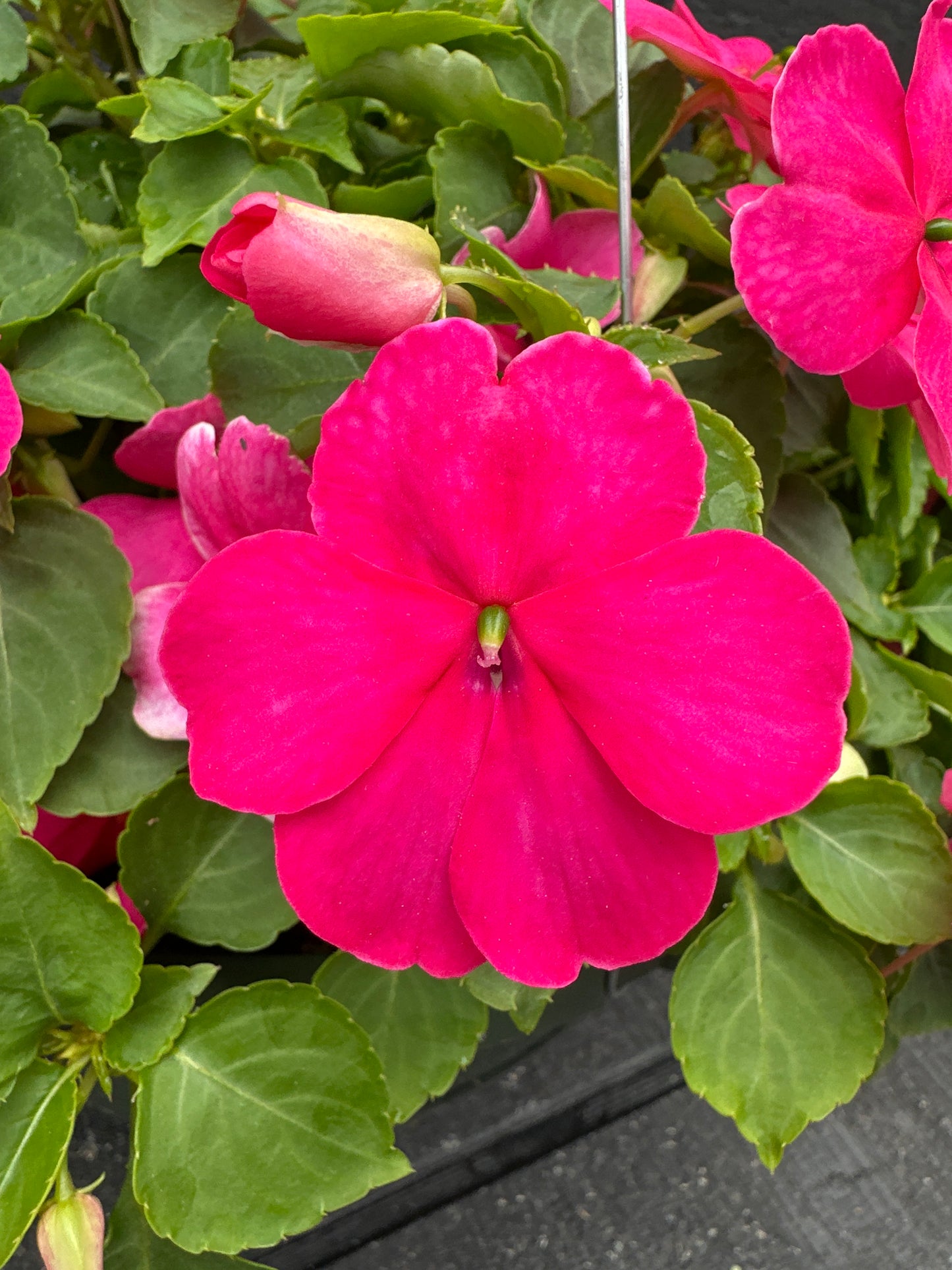 IMPATIENS BEACON ROSE - 10" HANGING BASKET