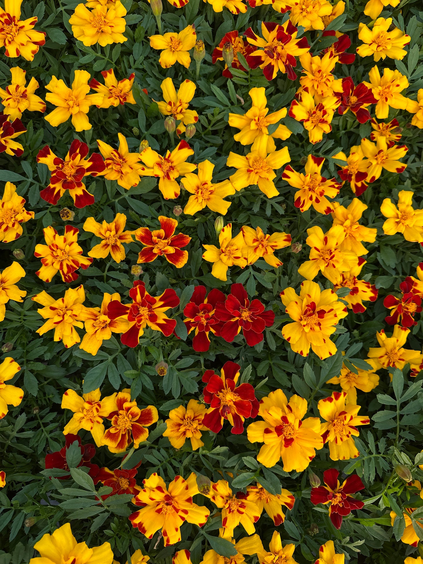 MARIGOLD DURANGO BOLERO - FLAT OF 48 PLANTS
