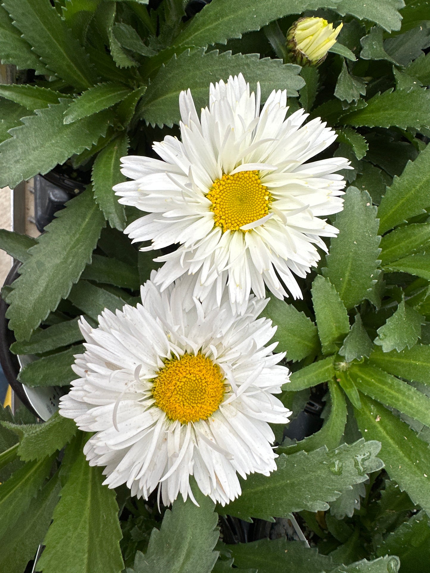 LEUCANTHEMUM FREAK! - QUART POT
