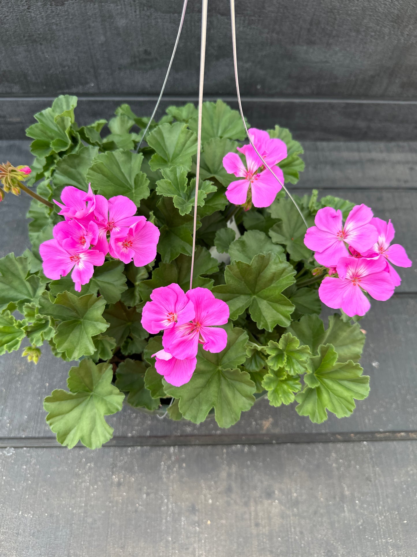 GERANIUM FANTASIA SHOCKING BLUE - 10'' HANGING BASKET