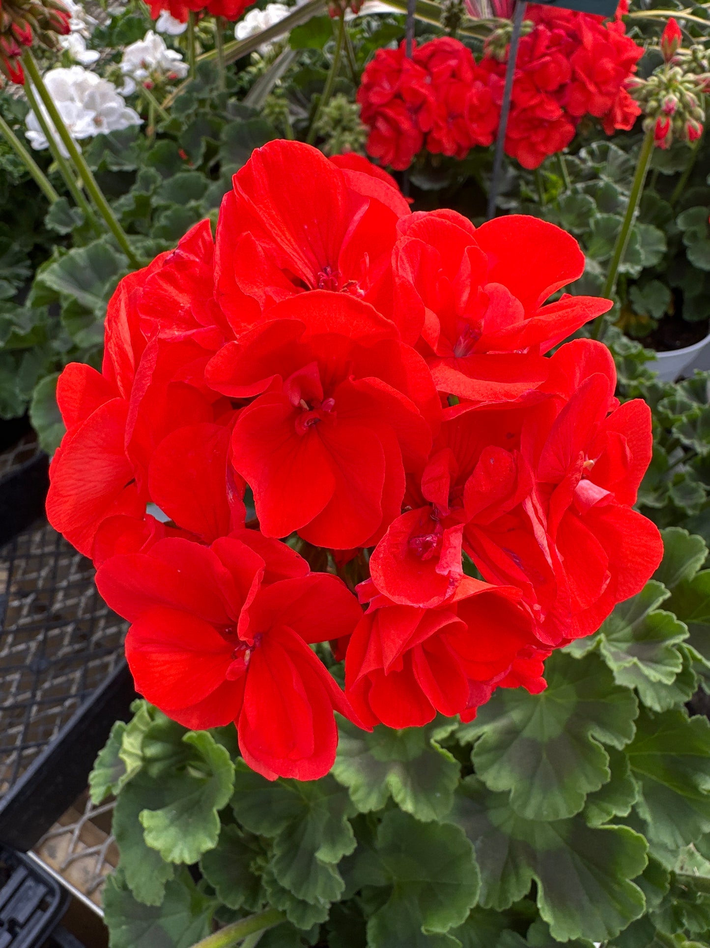 GERANIUM DYNAMO ORANGE - 6" POT