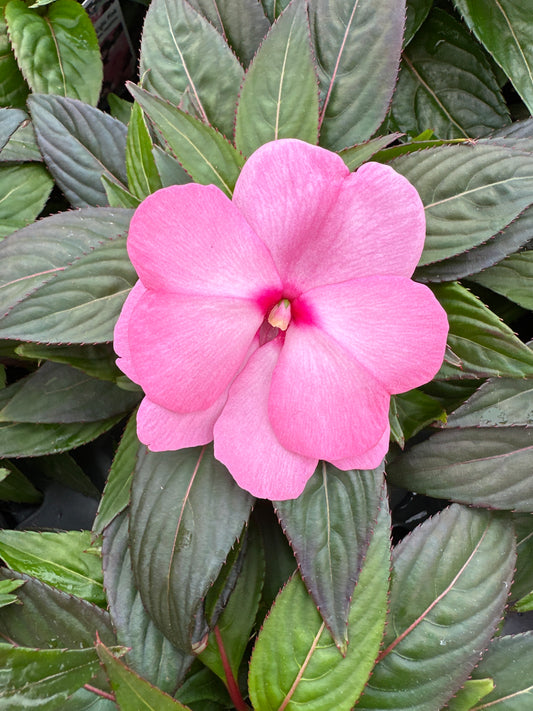 IMPATIENS SONIC LIGHT PINK - 4" POT
