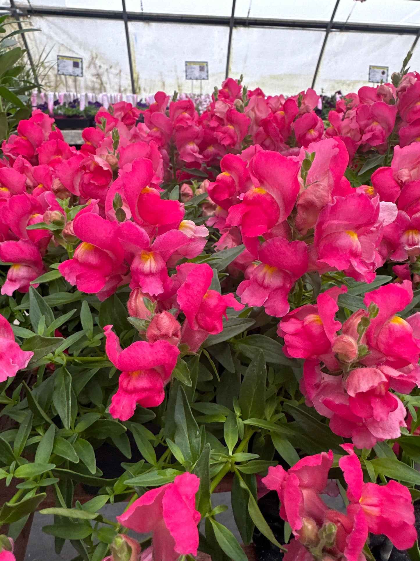 SNAPDRAGON SNAPSHOT ROSE - FLAT OF 48 PLANTS