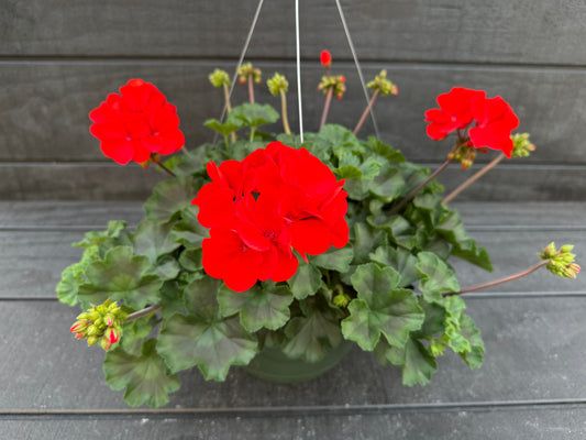GERANIUM CALLIOPE MEDIUM BRIGHT SCARLET DARK LEAF - 10" HANGING BASKET