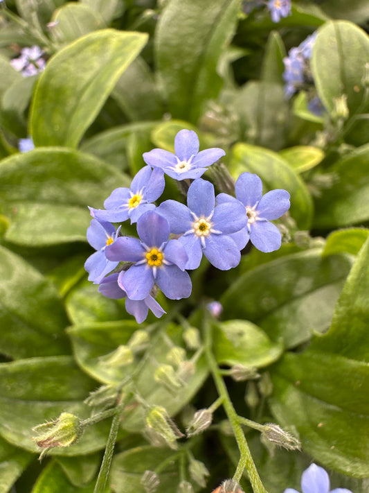 MYOSOTIS FORGET ME NOT ULTRAMARINE - QUART POT
