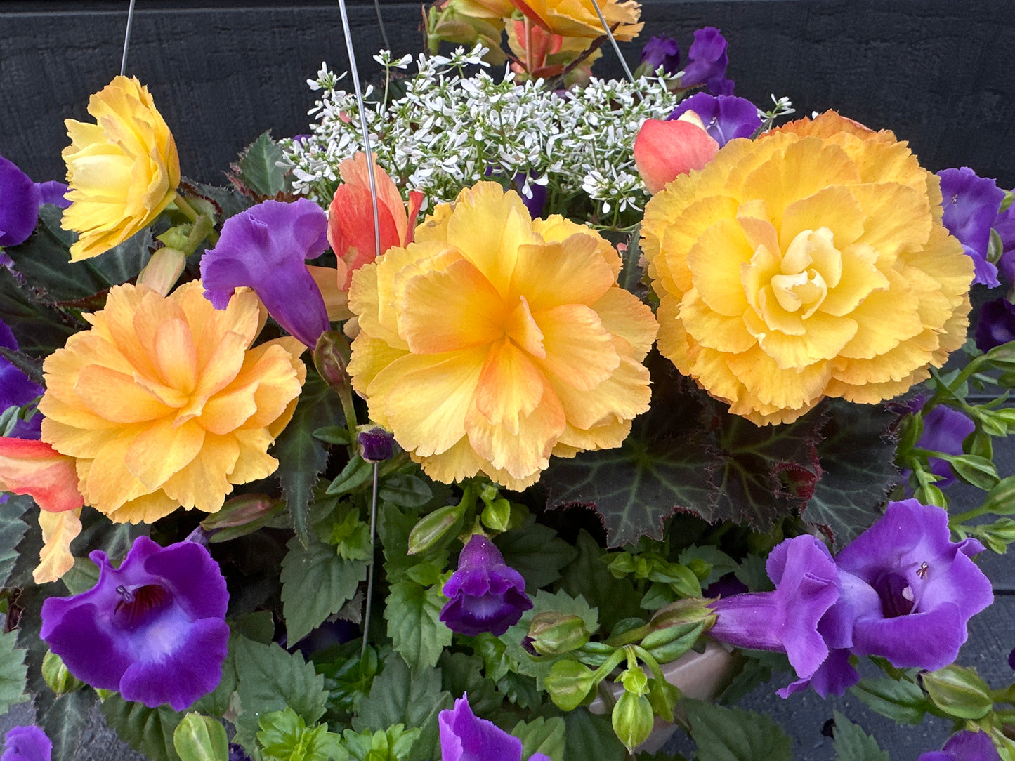 BASKET #6 - 12" HANGING BASKET