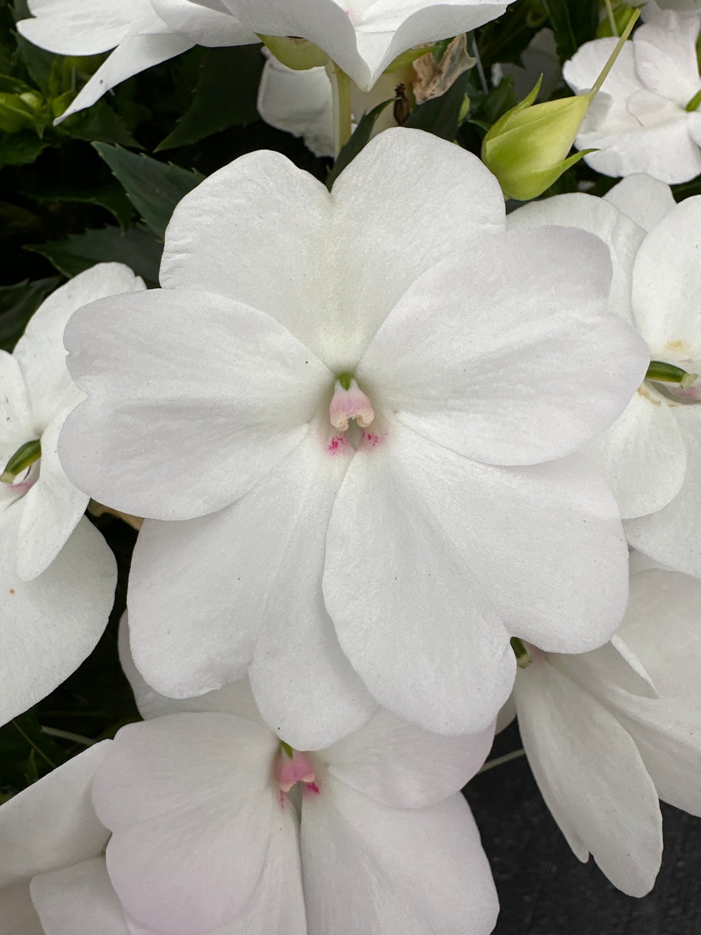 SUNPATIENS COMPACT WHITE - 10" HANGING BASKET