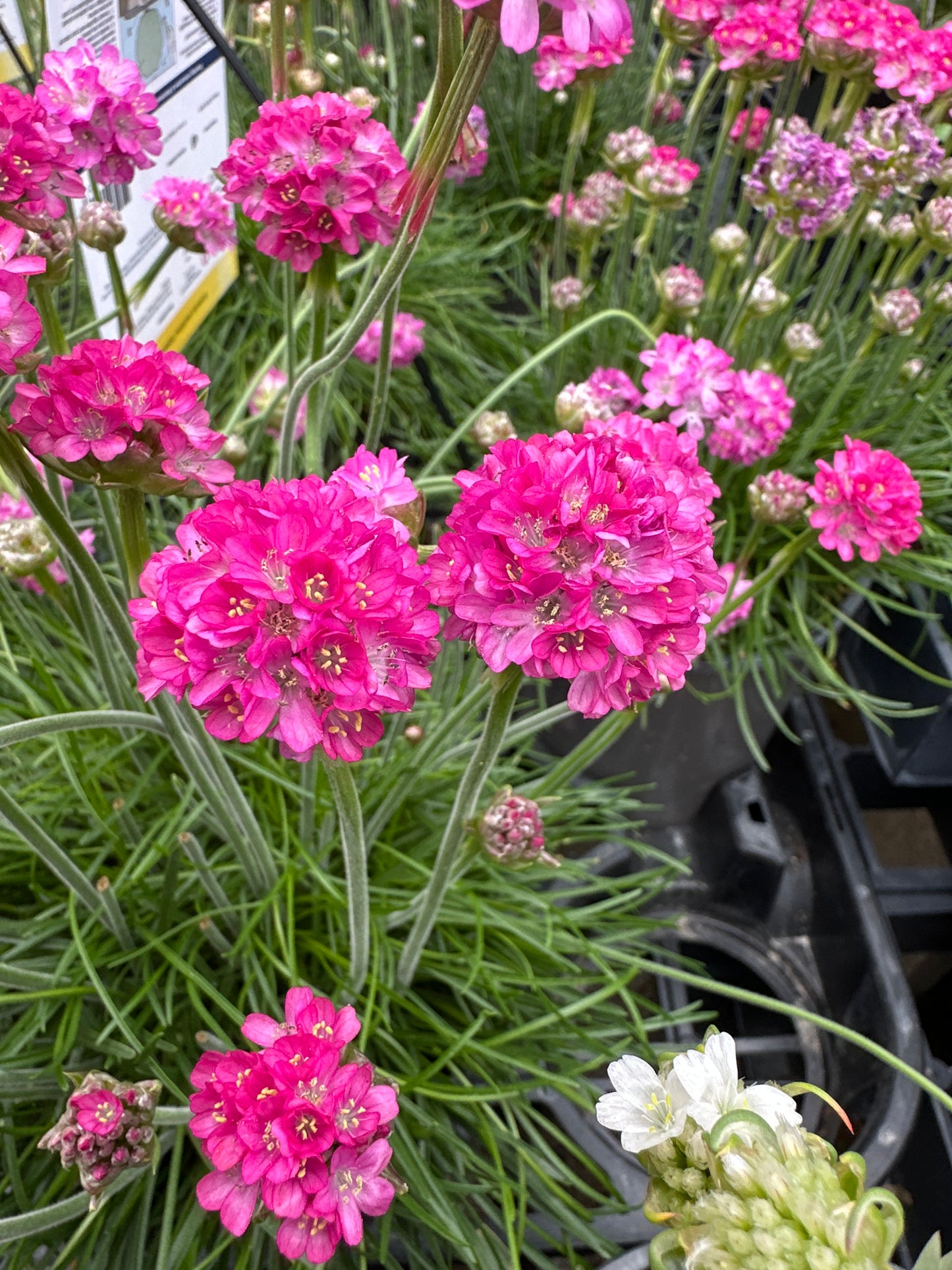 Armeria maritima 'Splendens'