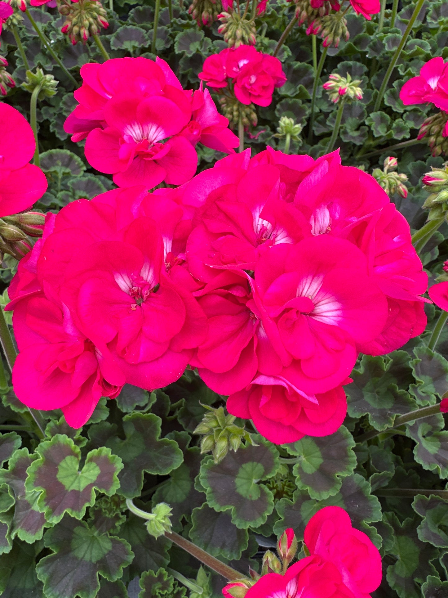 GERANIUM CALLIOPE MEDIUM HOT ROSE - 4" POT