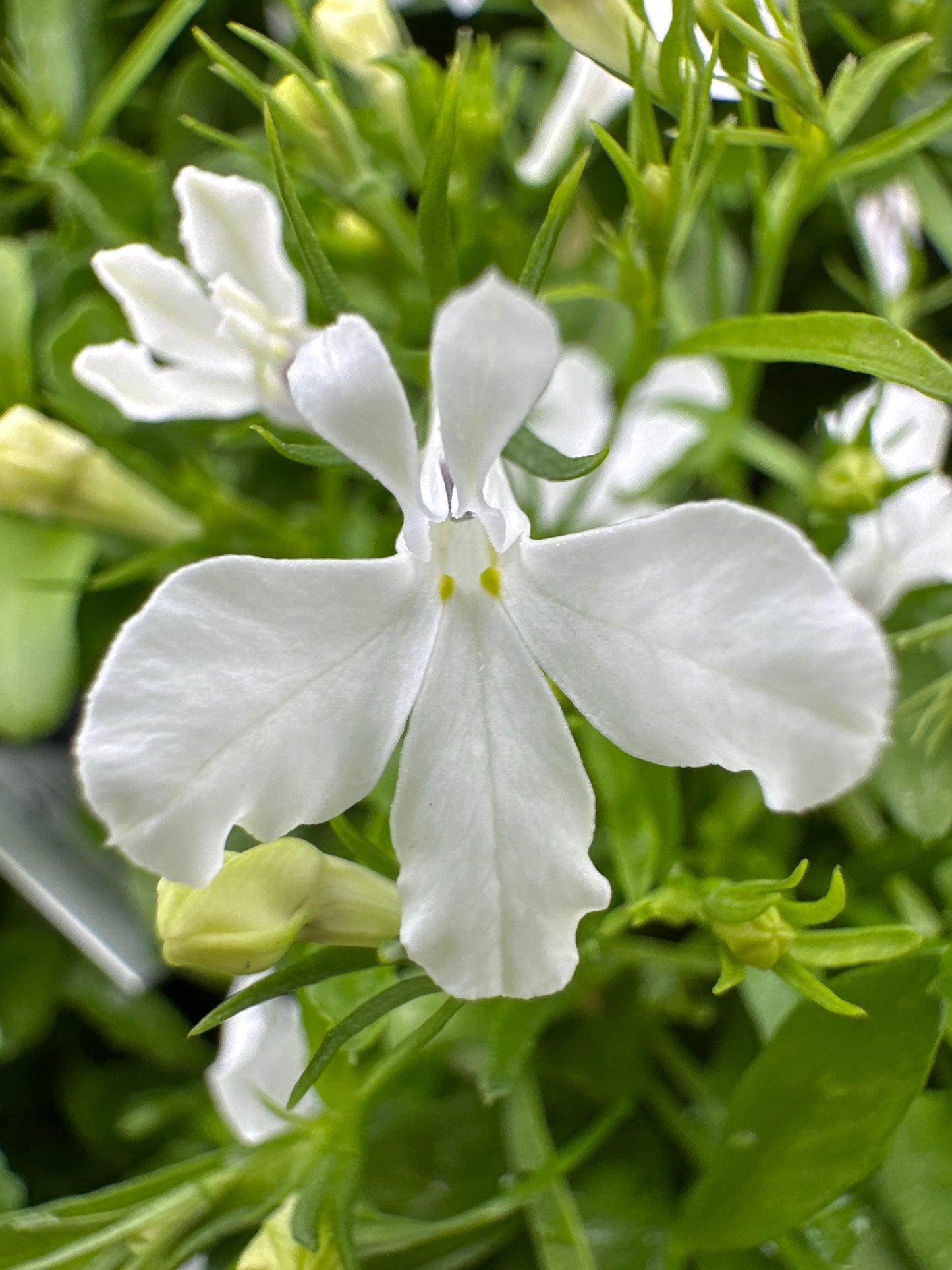 LOBELIA RIVIERA WHITE - FLAT OF 48 PLANTS