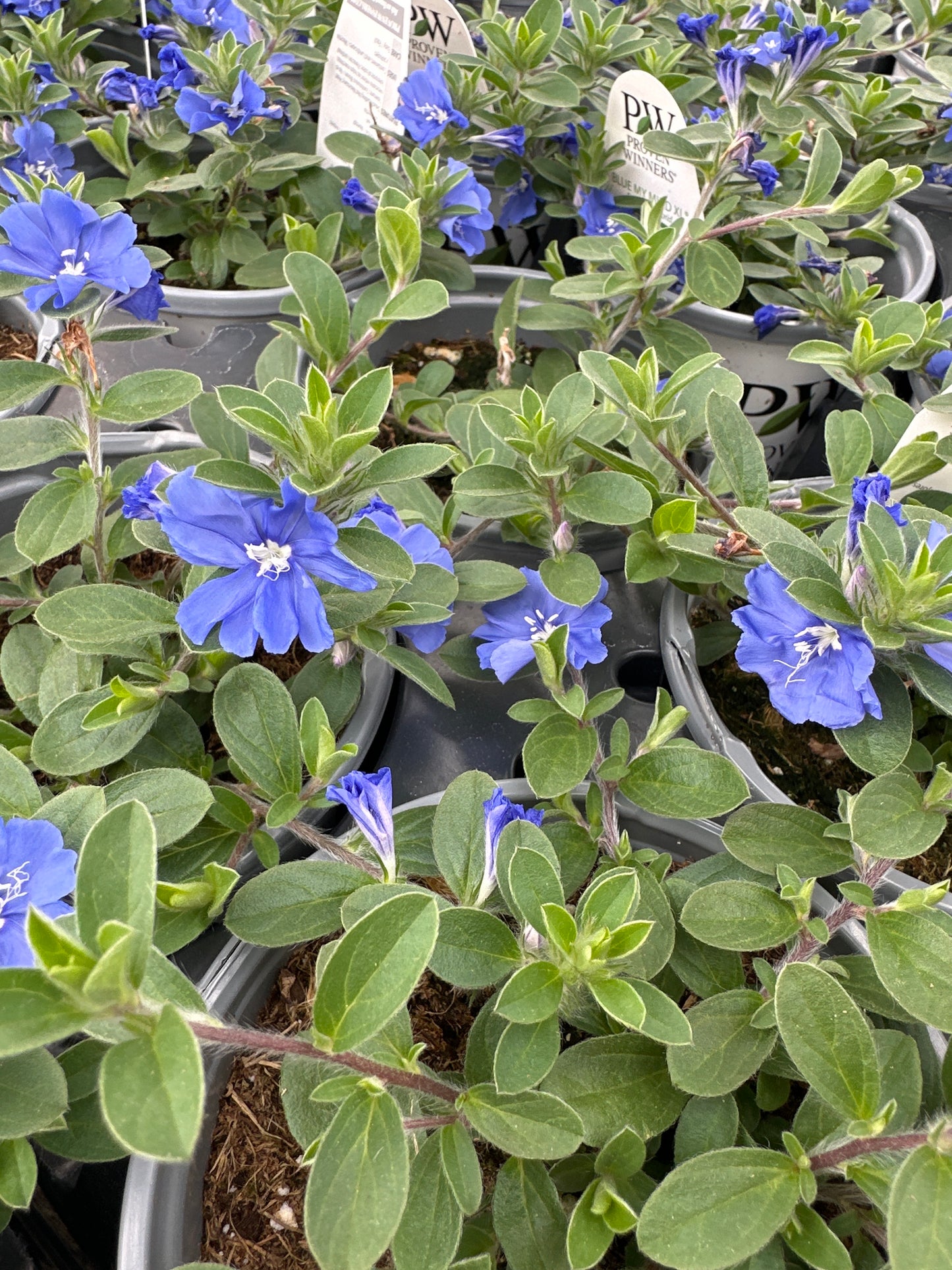 EVOLVULUS BLUE MY MIND XL - QUART POT