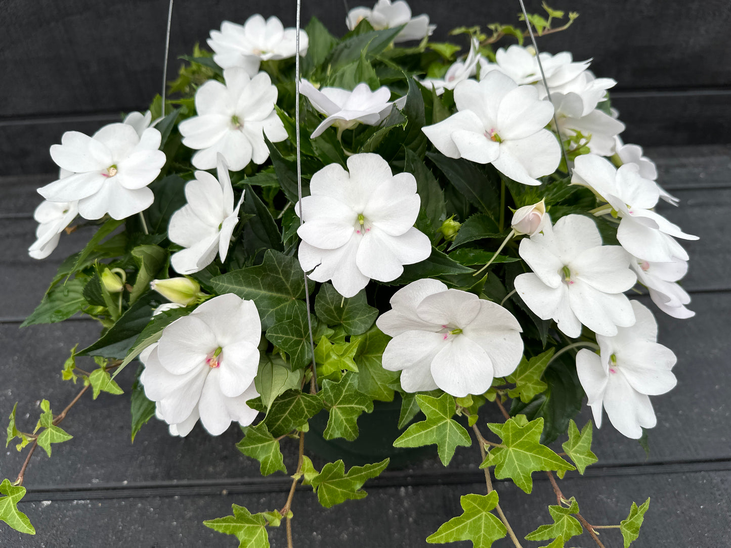 BASKET #41 - 12" HANGING BASKET