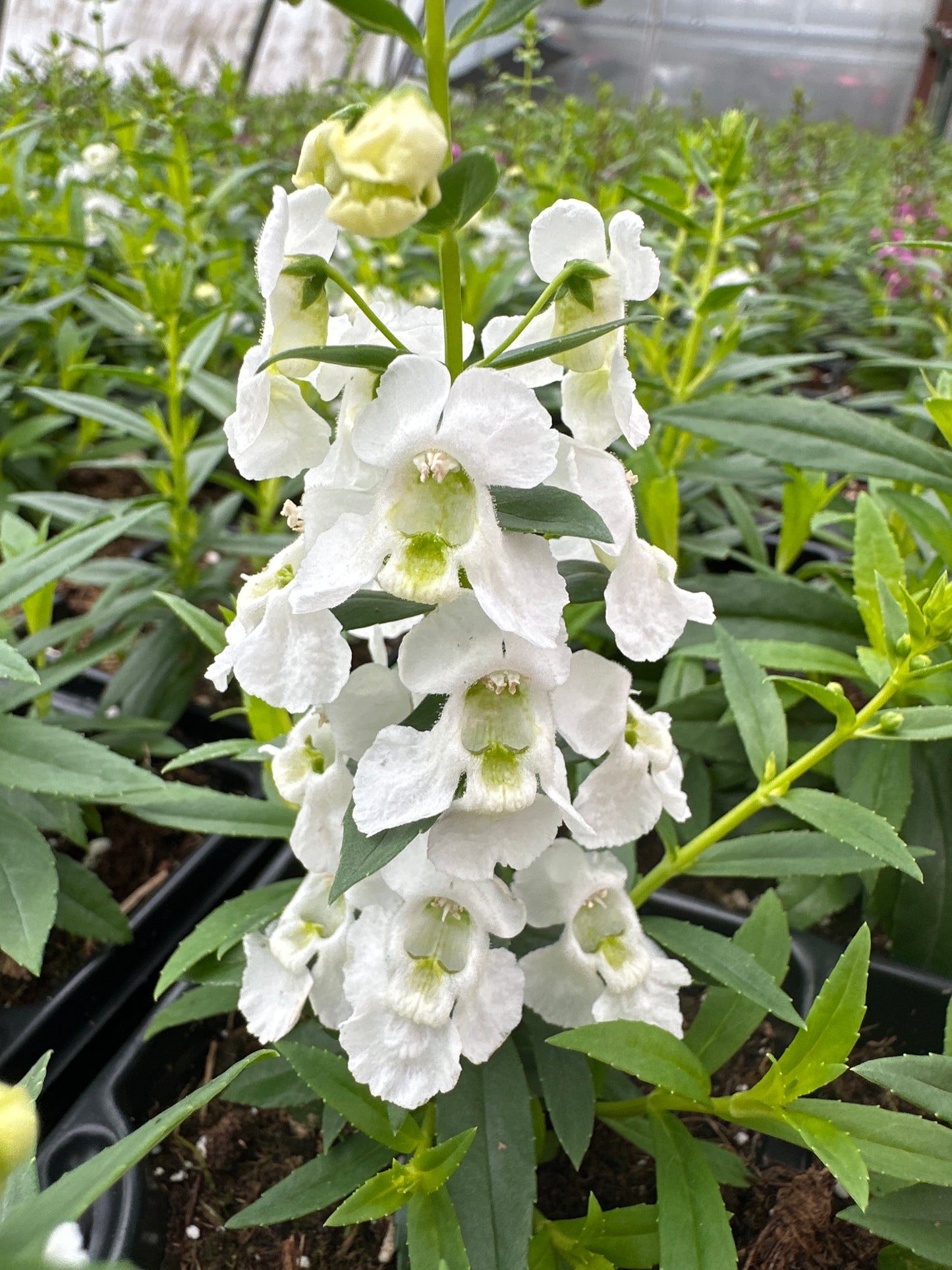ANGELONIA SERENITA WHITE - JUMBO 6 PACK