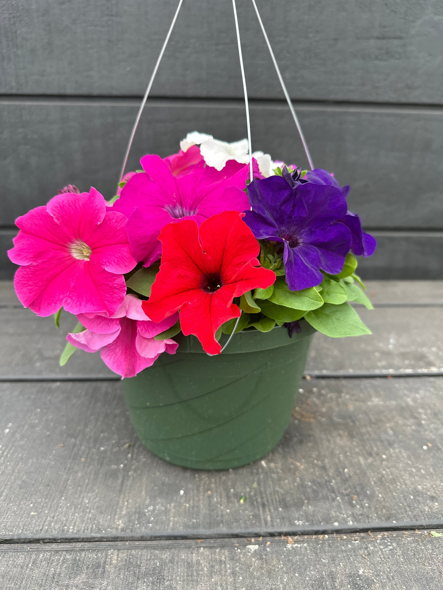 PETUNIA PRETTY GRAND MIX - 8'' HANGING BASKET