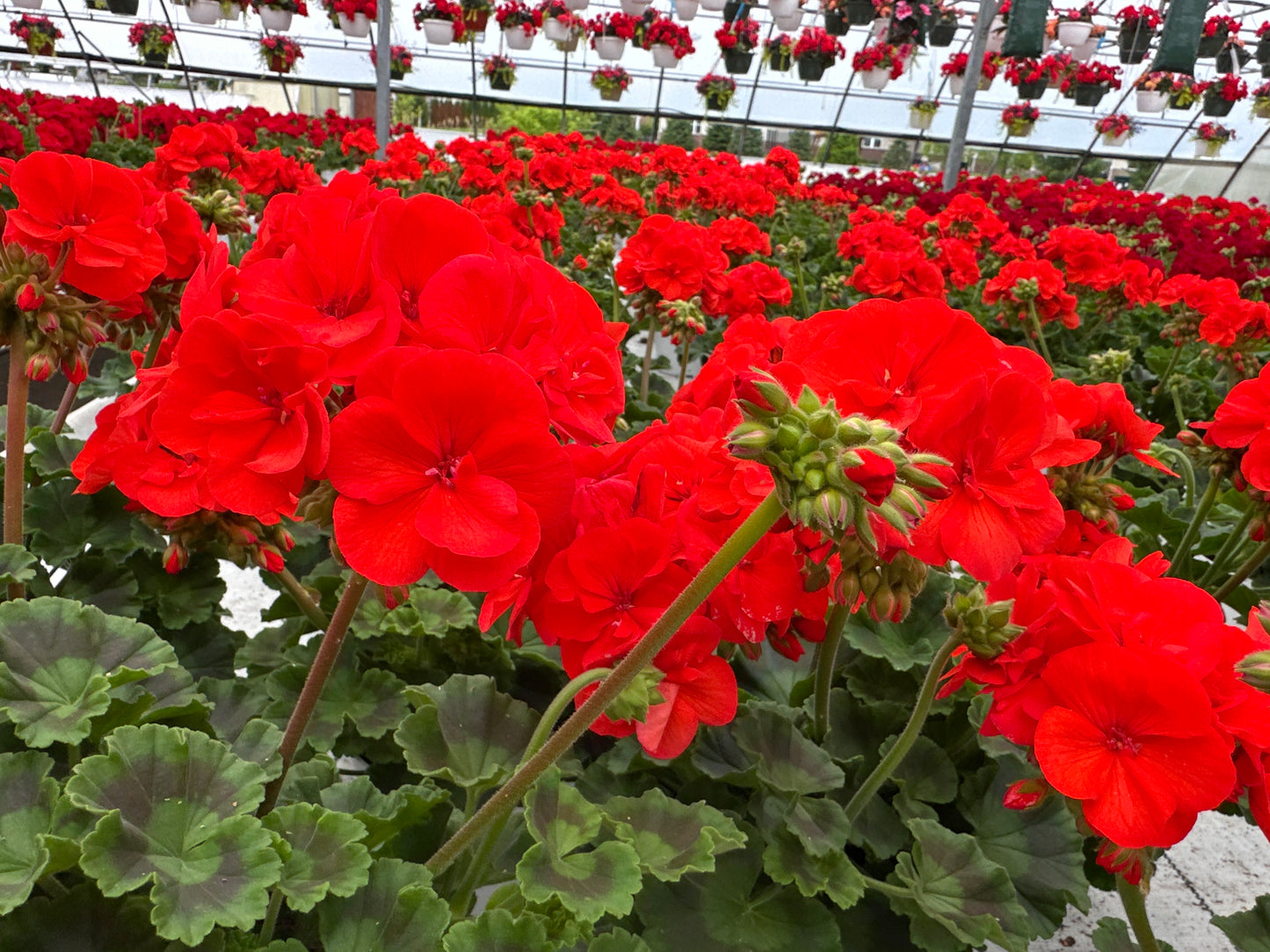 GERANIUM DYNAMO ORANGE - 6" POT