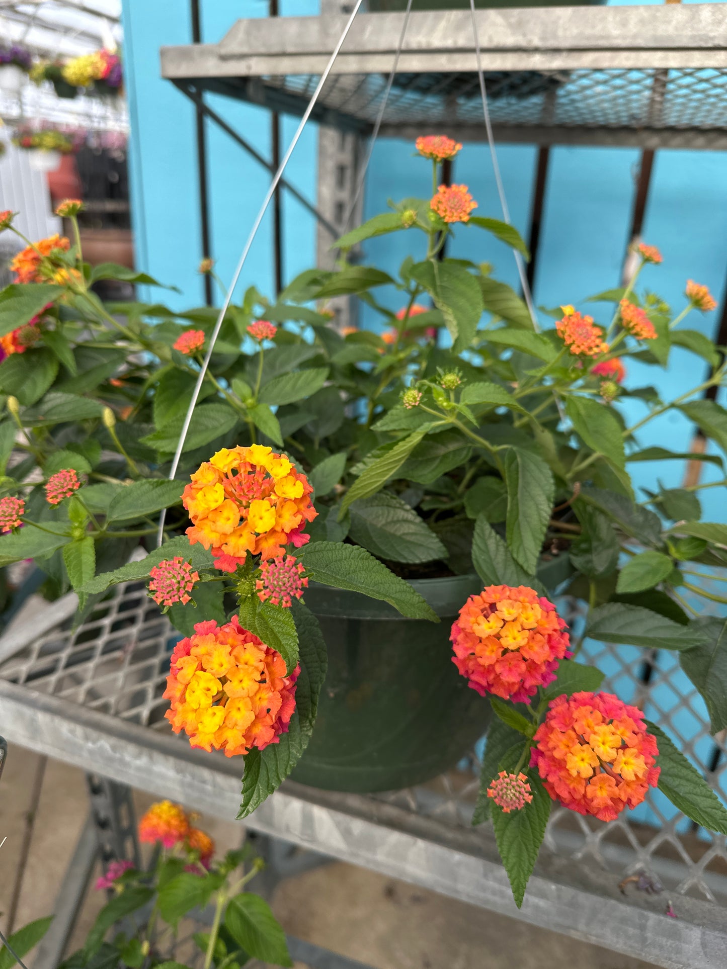 LANTANA LUSCIOUS BERRY BLEND - 10" HANGING BASKET