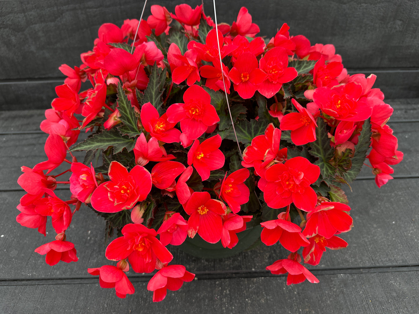 BEGONIA ICONIA FIRST KISS - 10'' HANGING BASKET