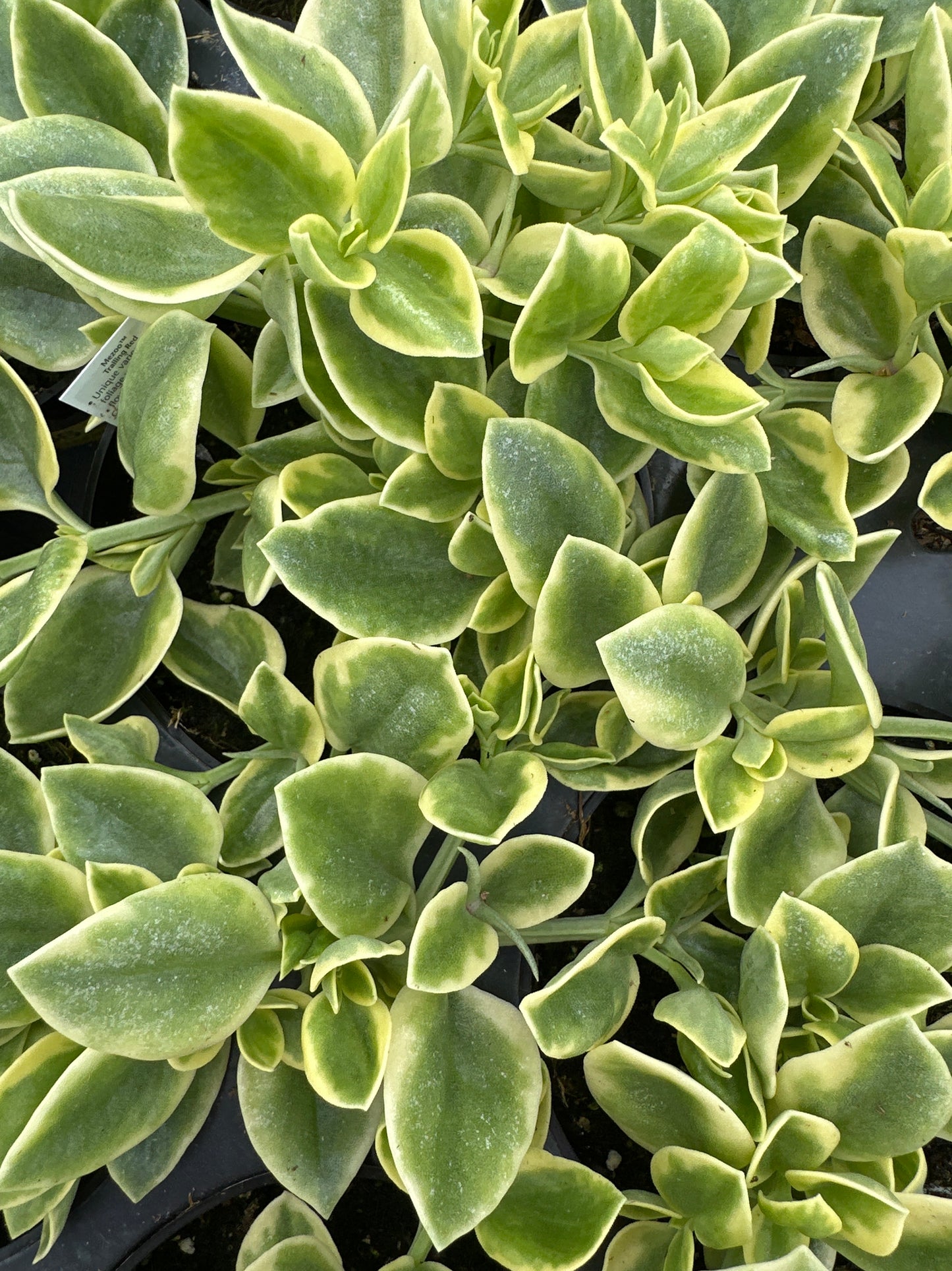 DOROTHEANTHUS MEZOO TRAILING RED - 4" POT