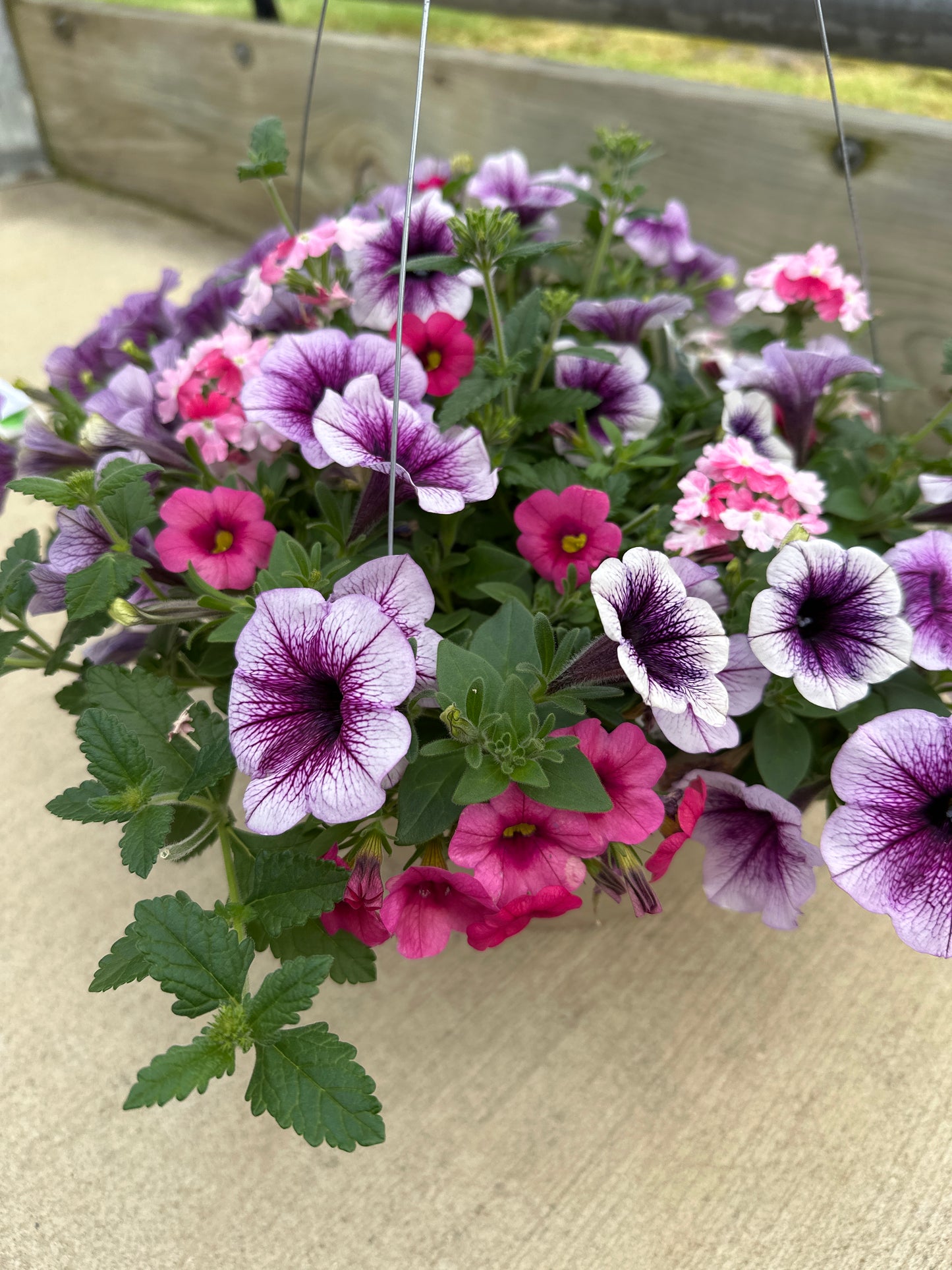 BASKET #29 - 10'' HANGING BASKET