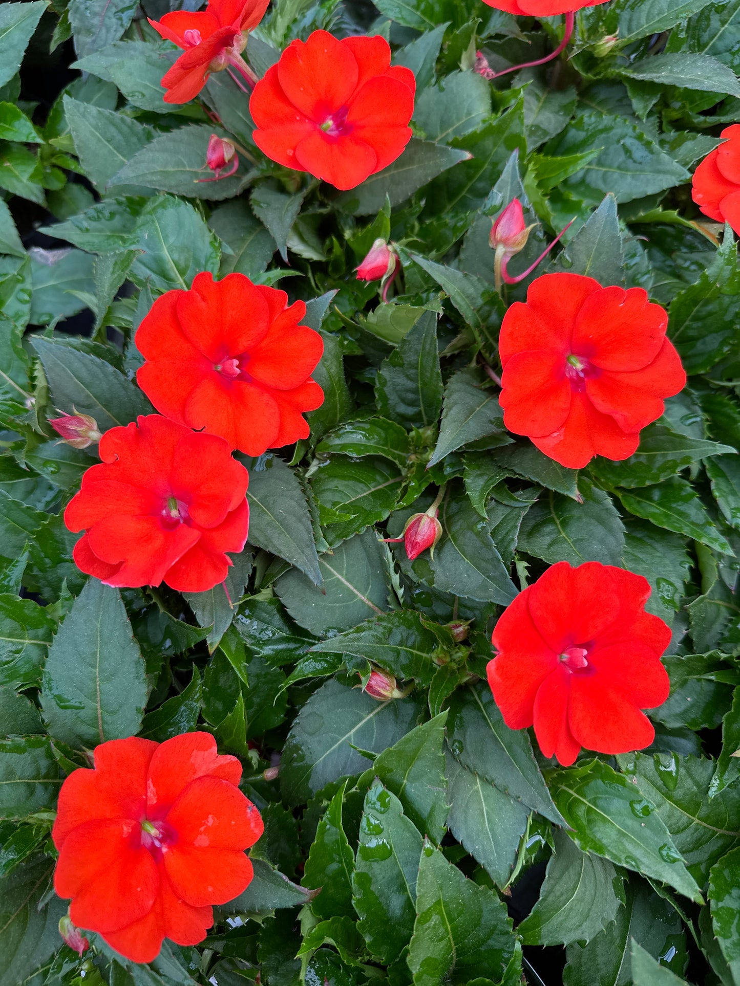 SUNPATIENS COMPACT ELECTRIC ORANGE - 4" POT