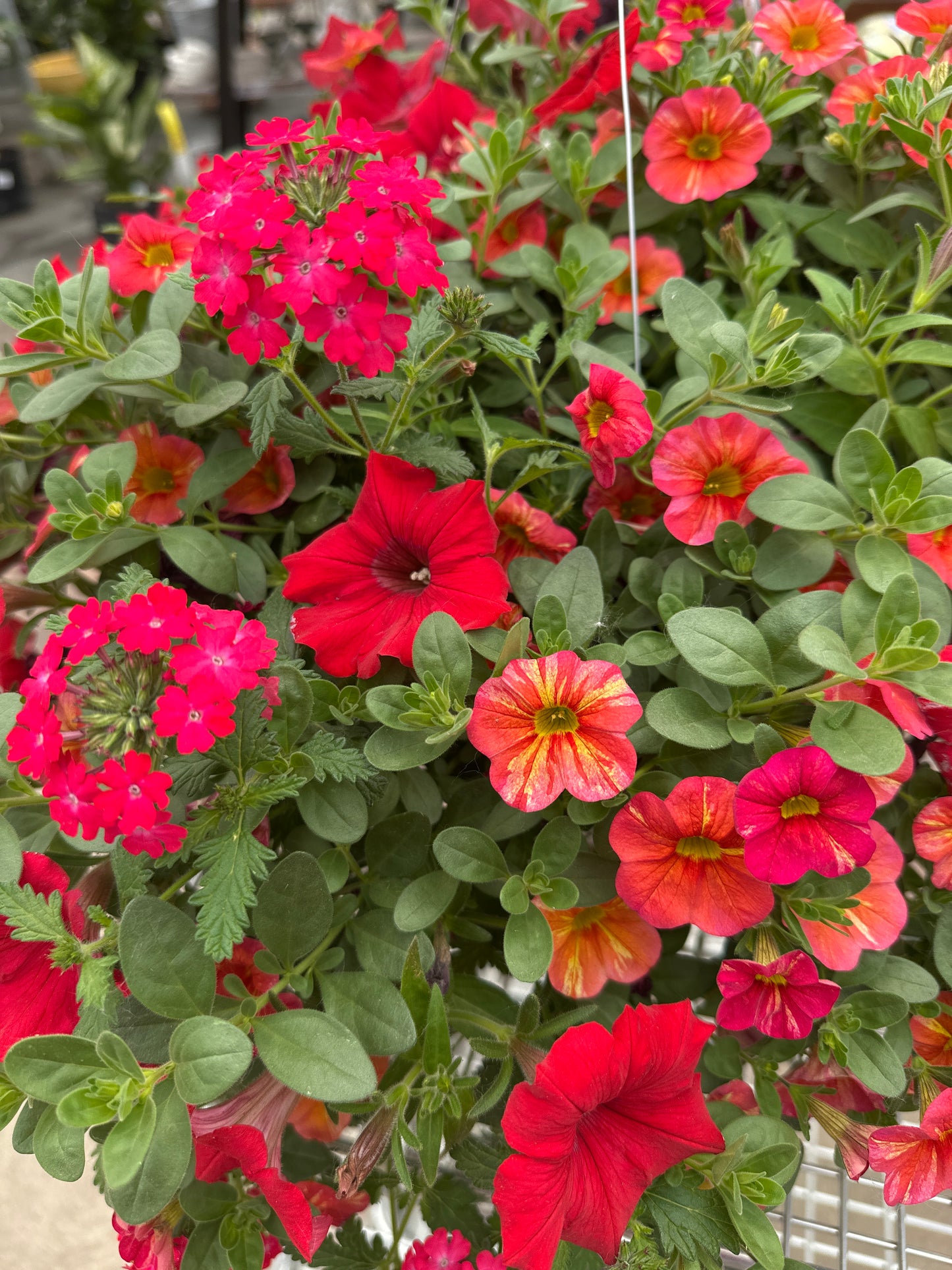 BASKET #32 - 10" HANGING BASKET