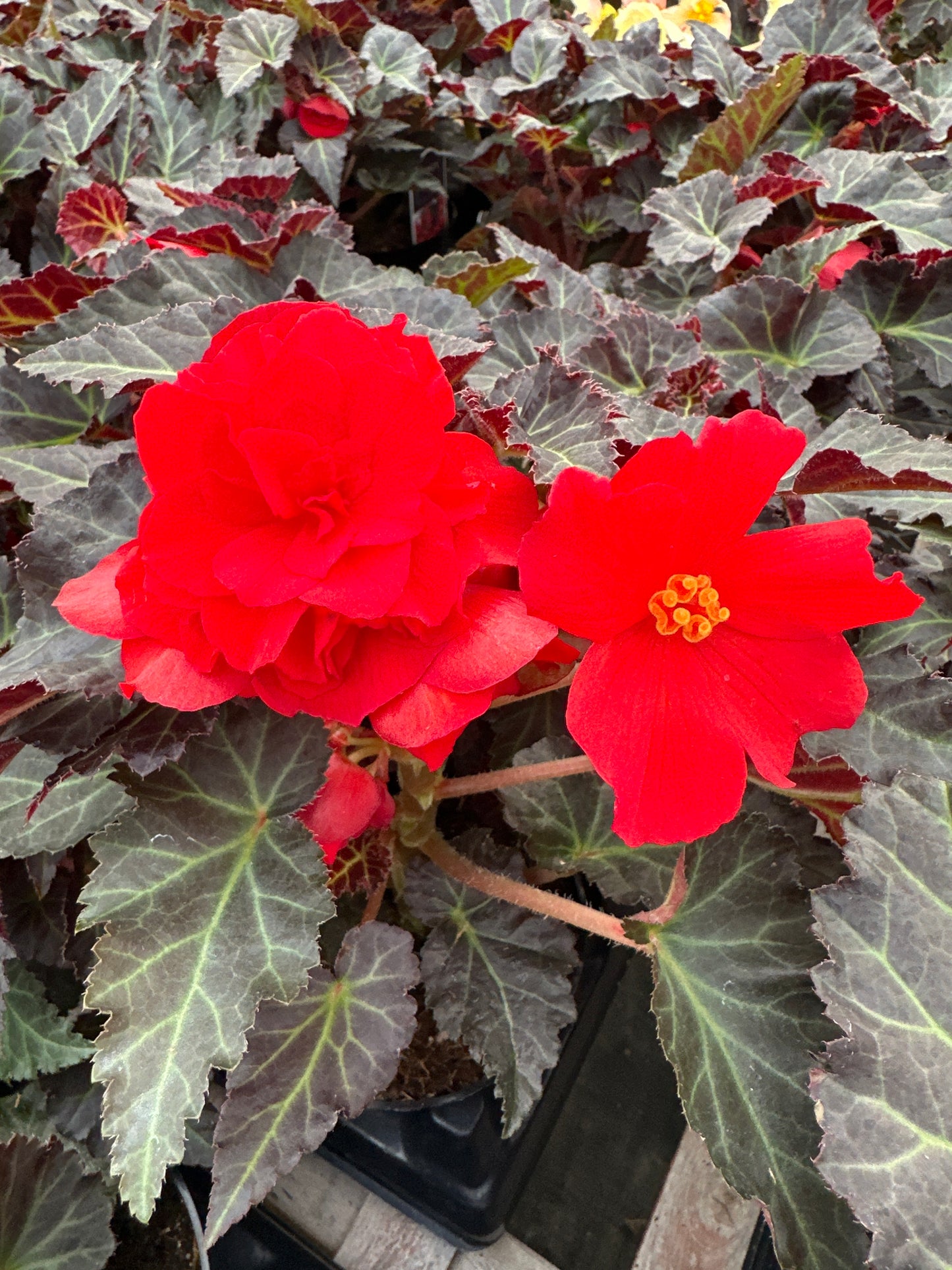 Begonia Iconia Red
