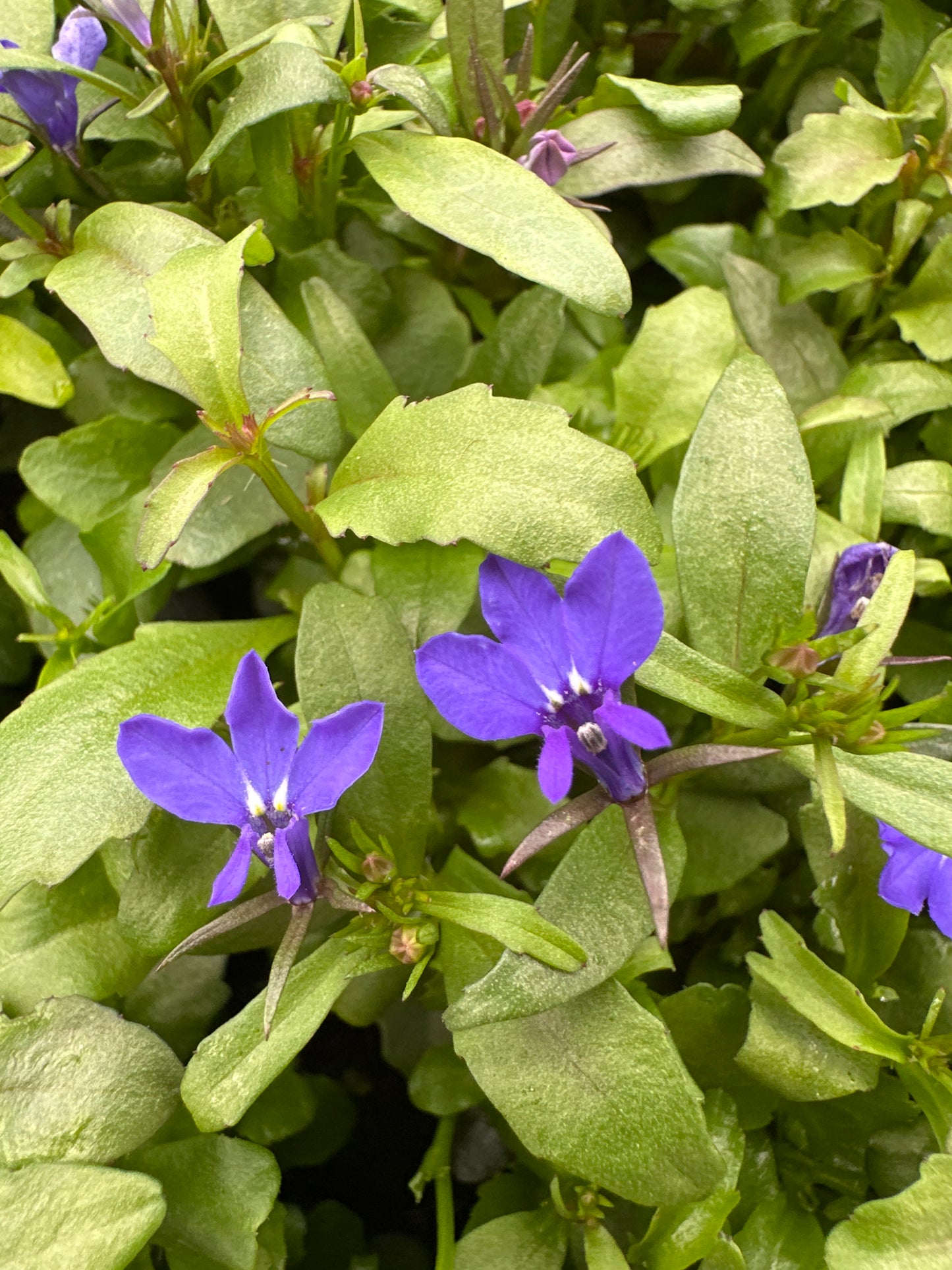 LOBELIA RIVIERA MIDNIGHT BLUE - FLAT OF 48 PLANTS