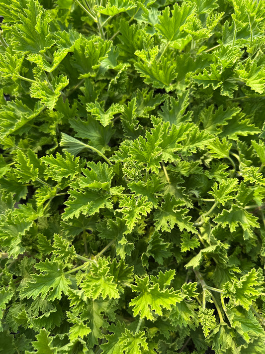 CITROSA MOSQUITO FIGHTER