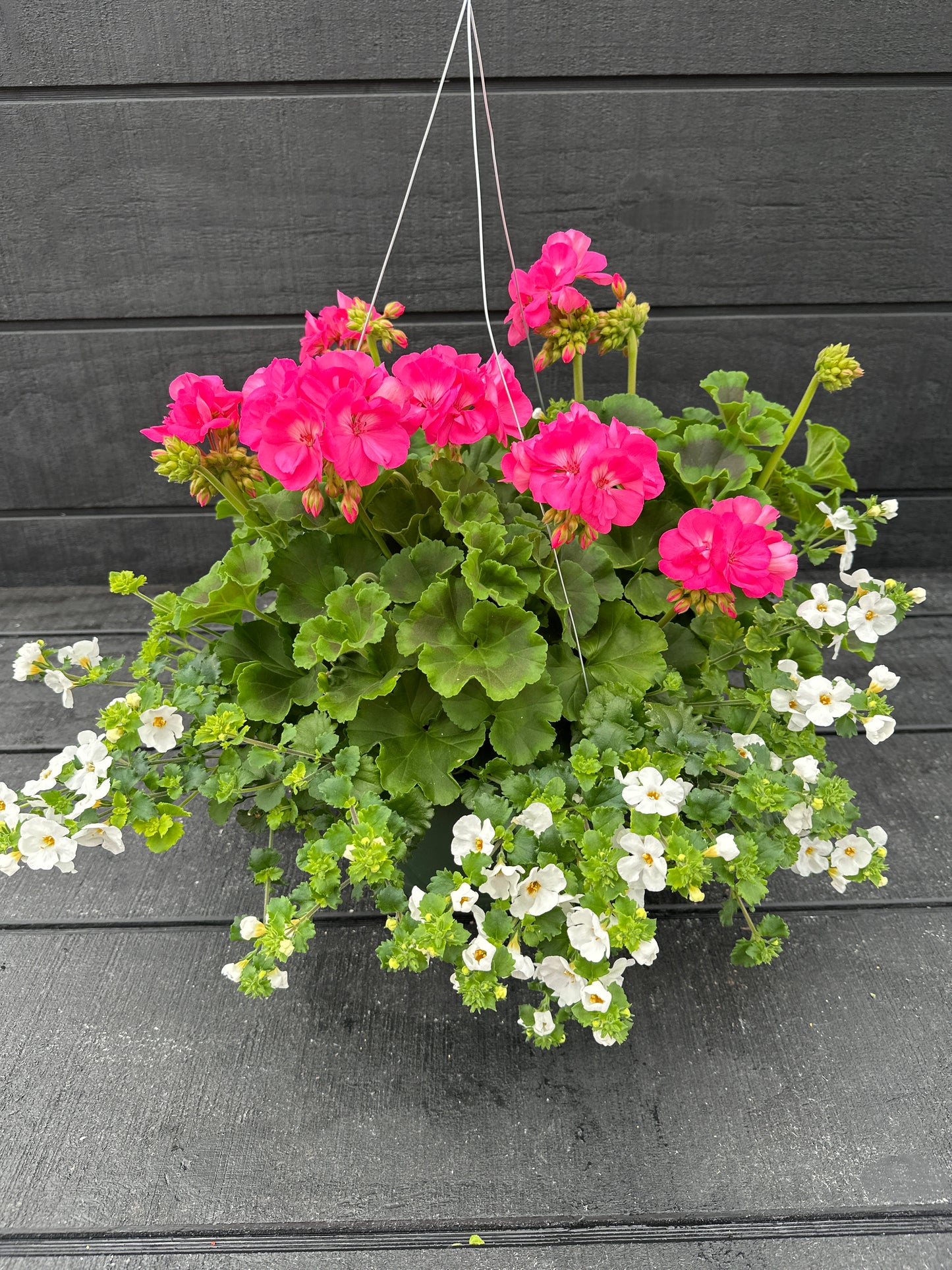 BASKET #41 - 10" HANGING BASKET
