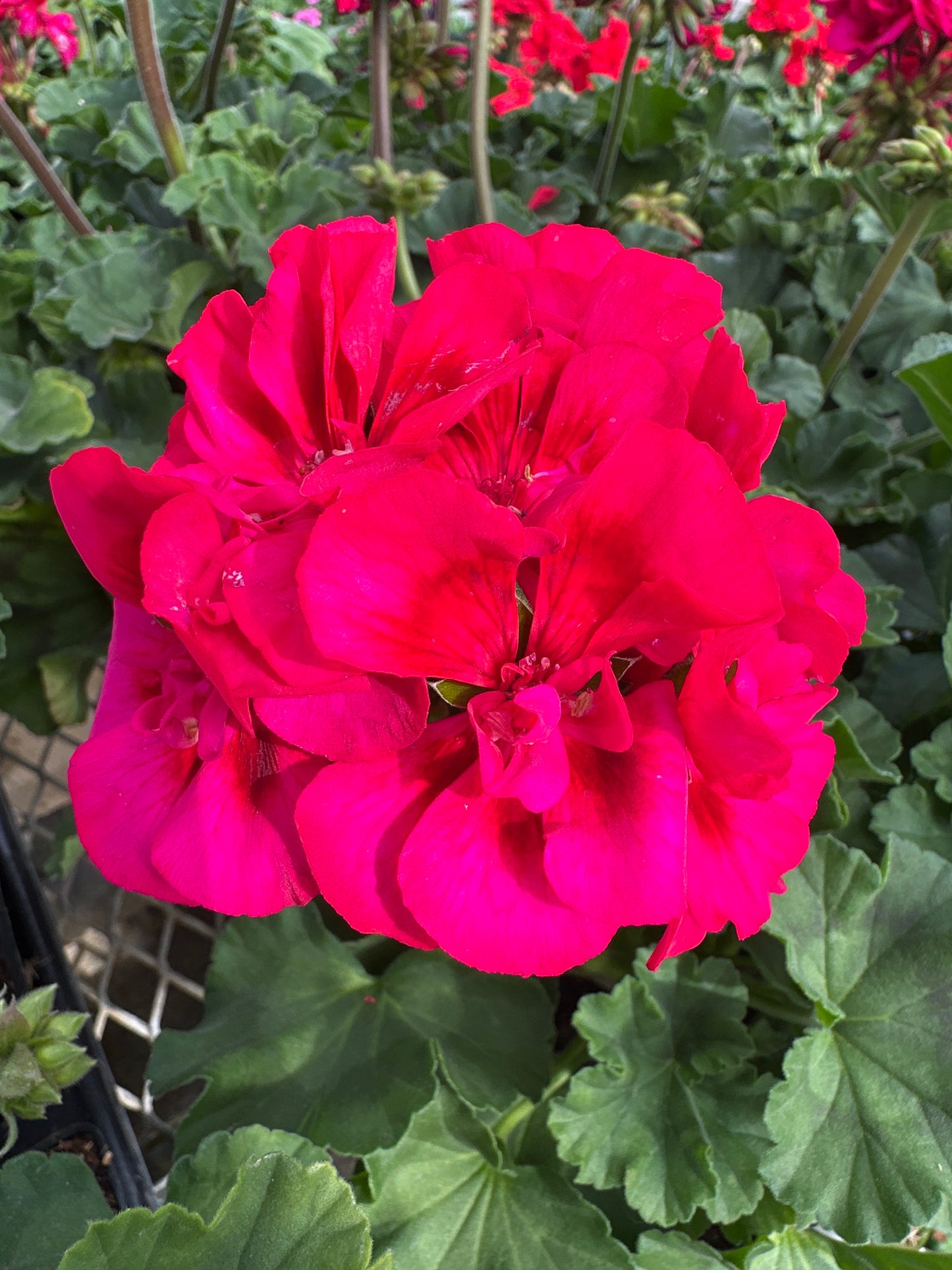 GERANIUM FANTASIA CRANBERRY SIZZLE - 4" POT