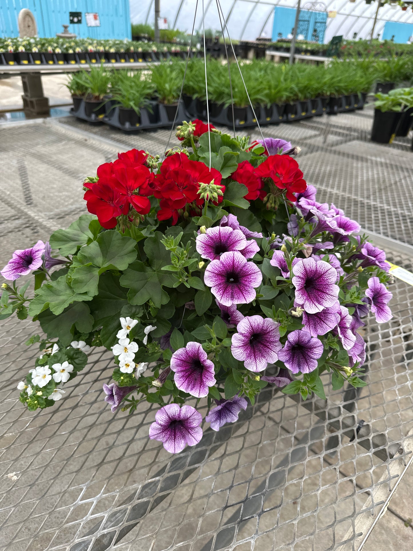 BASKET #30 - 12'' HANGING BASKET