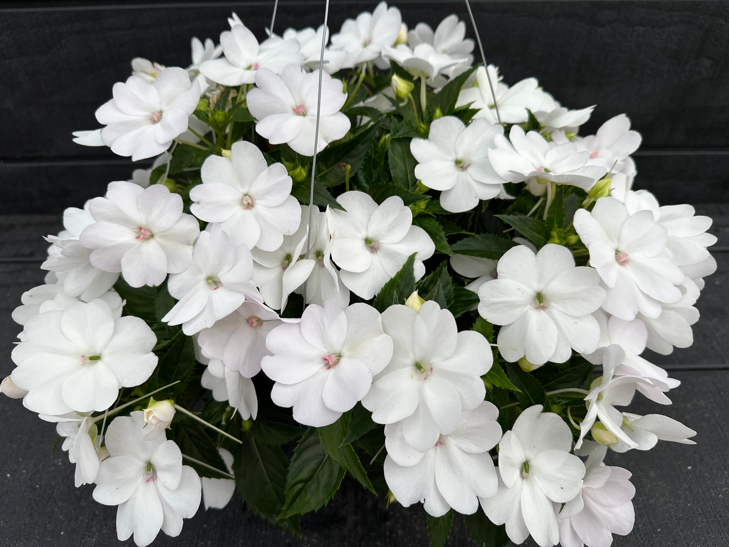 SUNPATIENS COMPACT WHITE - 10" HANGING BASKET