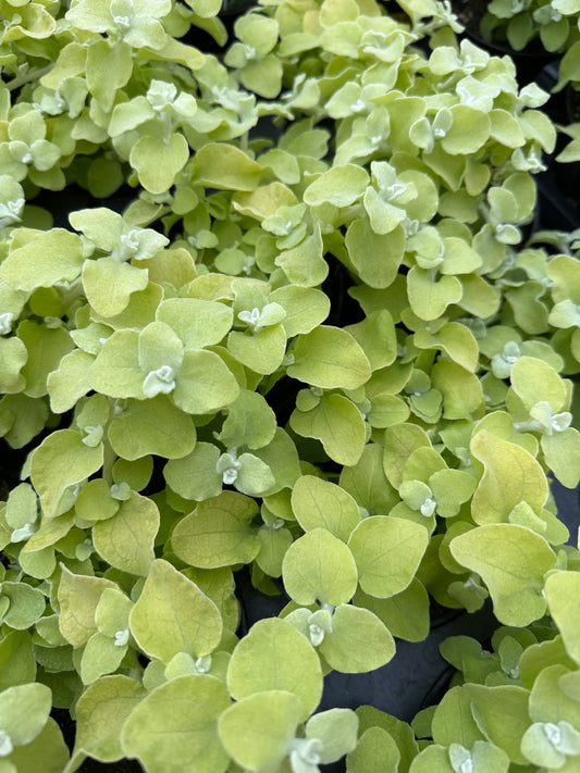 HELICHRYSUM LICORICE LIMELIGHT - 4" POT