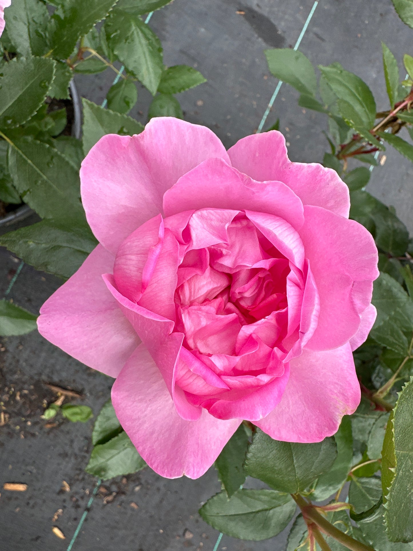 ROSE Orchid Romance