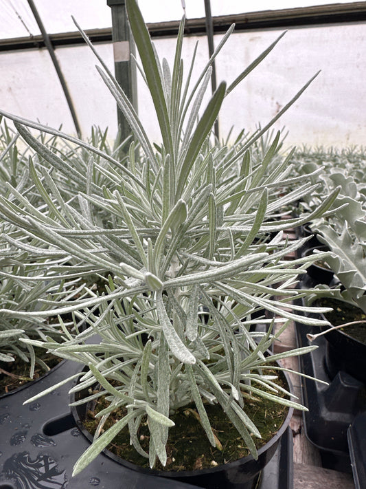 HELICHRYSUM ICICLES - 4" POT