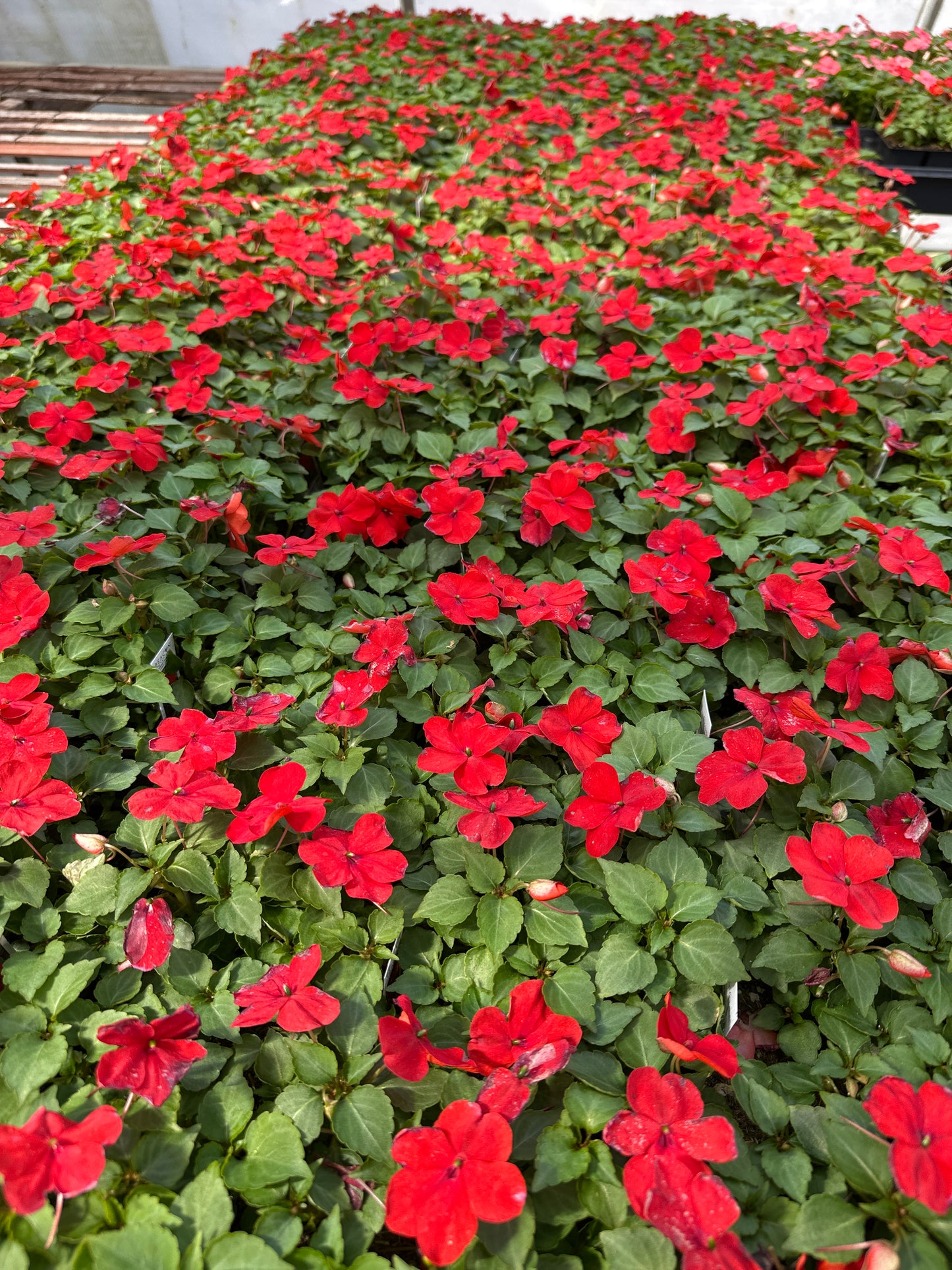 IMPATIENS BEACON BRIGHT RED - FLAT OF 32 PLANTS
