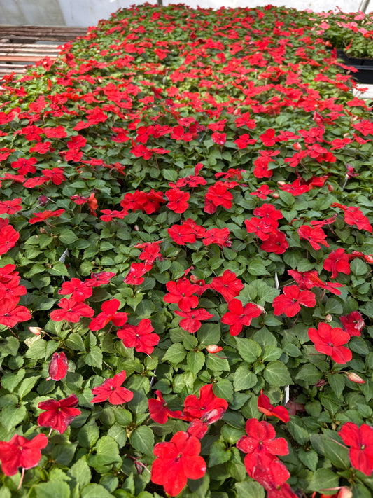 IMPATIENS BEACON BRIGHT RED - FLAT OF 32 PLANTS
