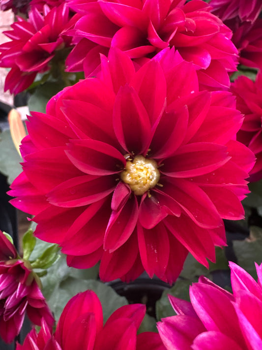DAHLIA NOVATION RUBY - QUART POT