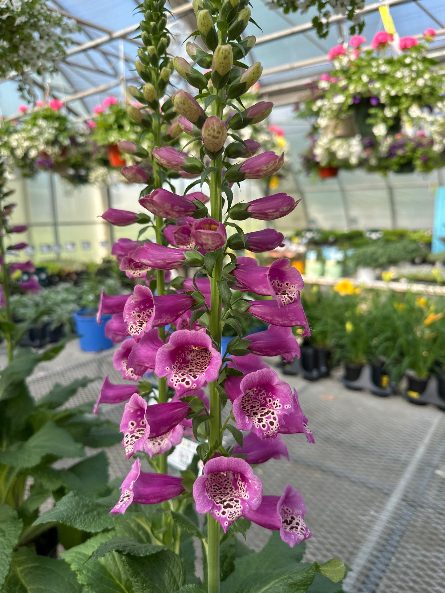 DIGITALIS 'CAMELOT ROSE'