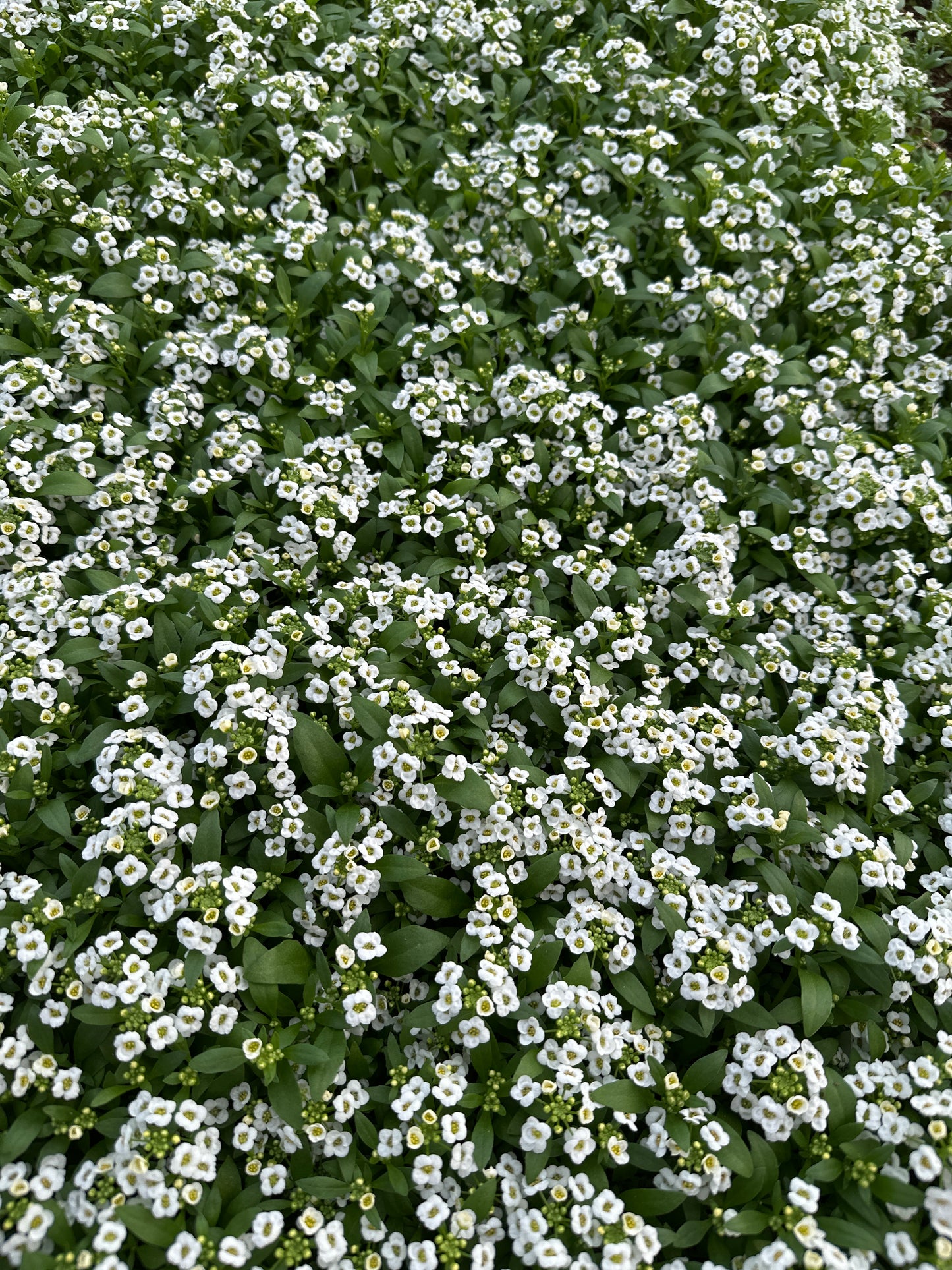 ALYSSUM CLEAR CRYSTAL WHITE - FLAT OF 48 PLANTS