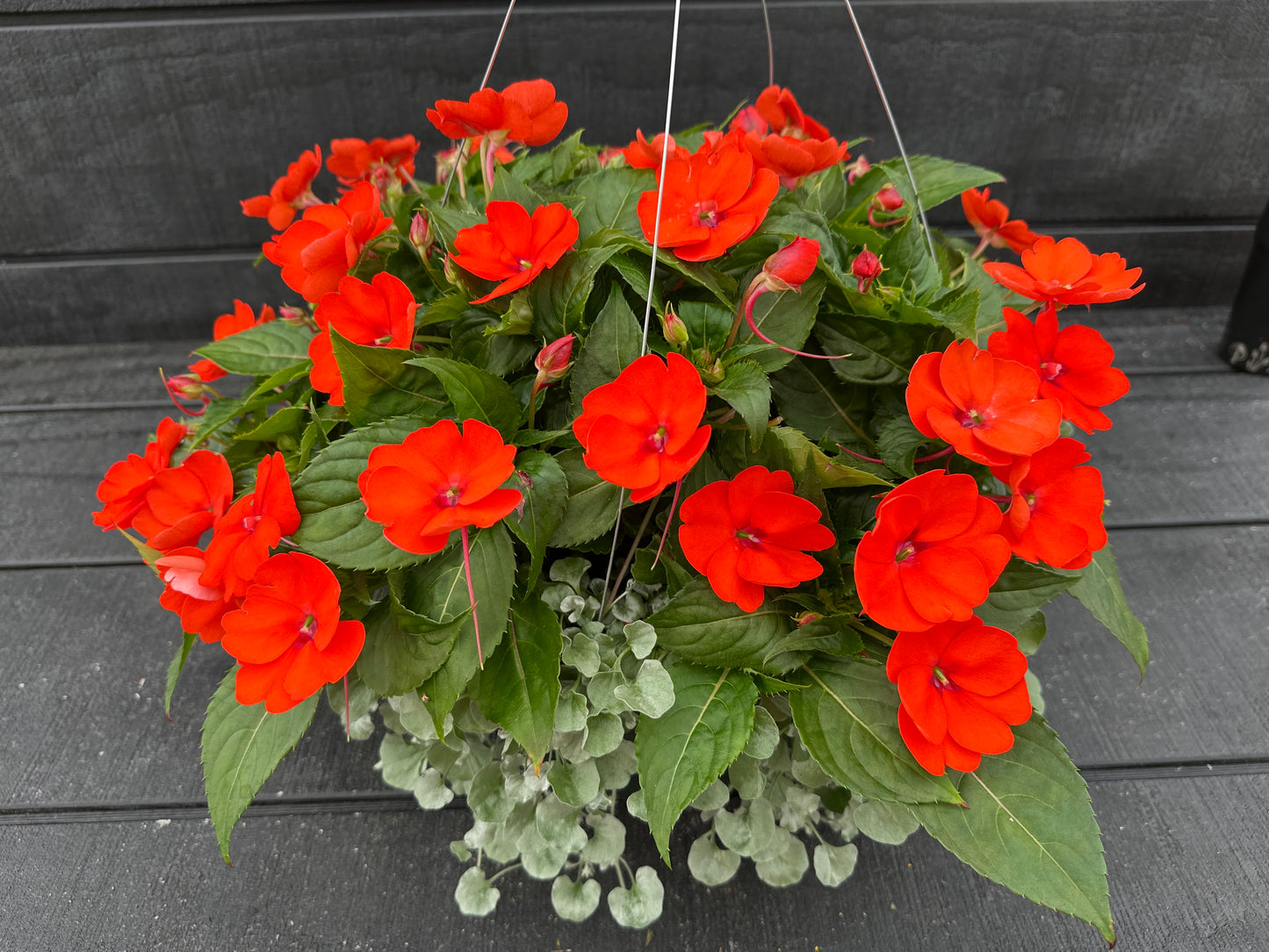 BASKET #34 - 12" HANGING BASKET