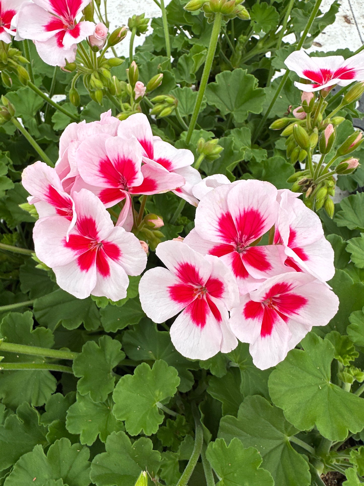 GERANIUM CALLIOPE MEDIUM WHITE SPLASH - 4" POT
