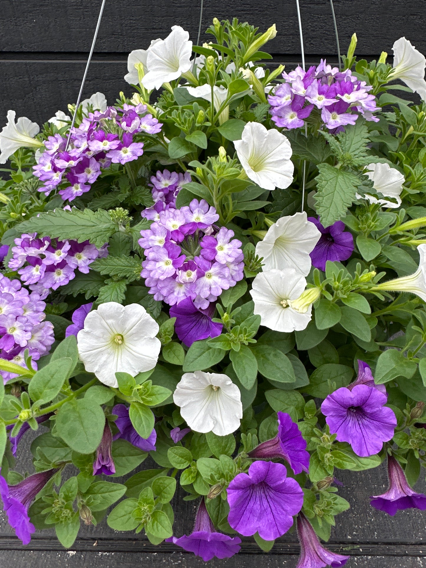 COMBO MY CRUSH - 12" HANGING BASKET