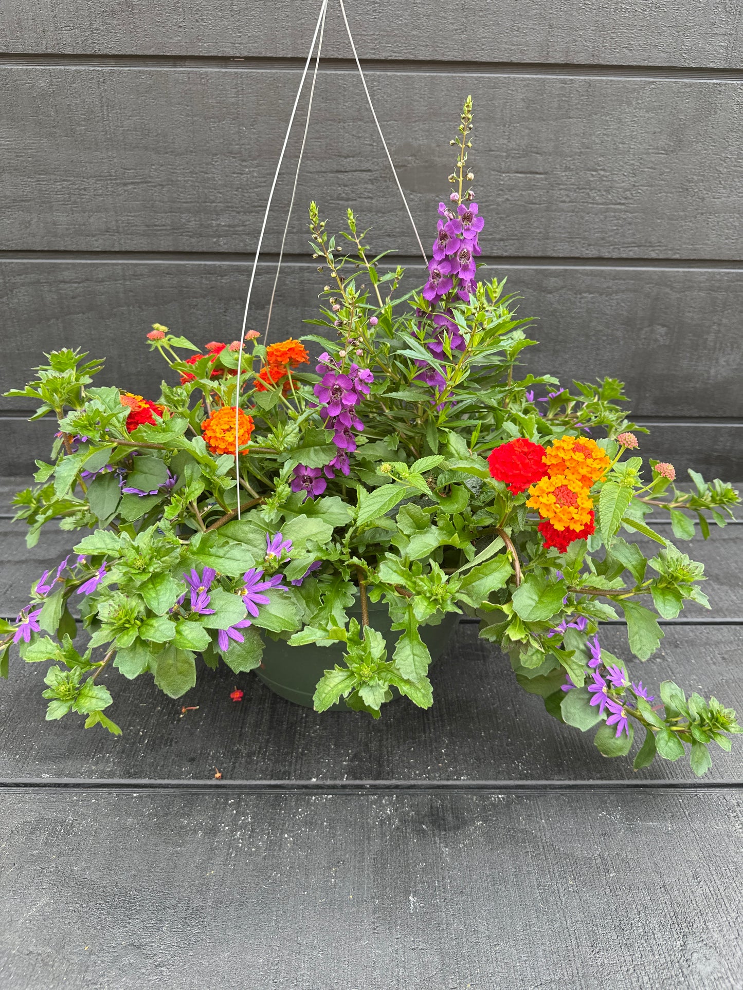 COMBO SHINDIG - 10" HANGING BASKET