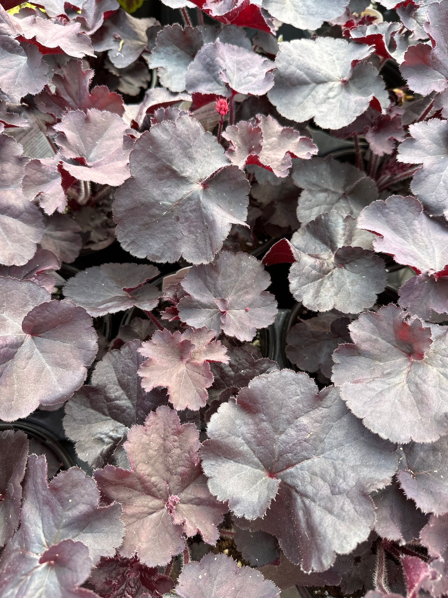 HEUCHERA HYBRIDA BLACK FOREST CAKE - QUART POT