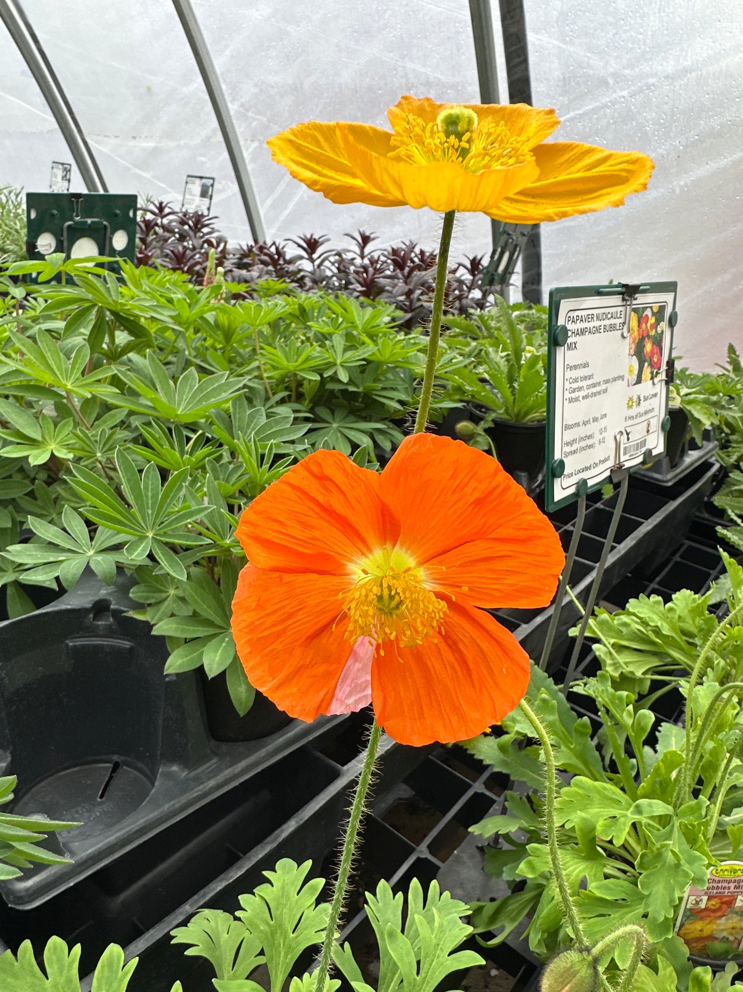 PAPAVER NUDICAULE CHAMPAGNE BUBBLES MIX - QUART POT