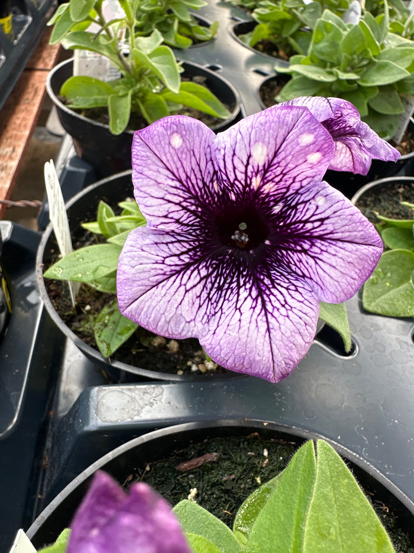 PETUNIA SURPRISE SPARKLE BLUE VEIN - 4'' POT