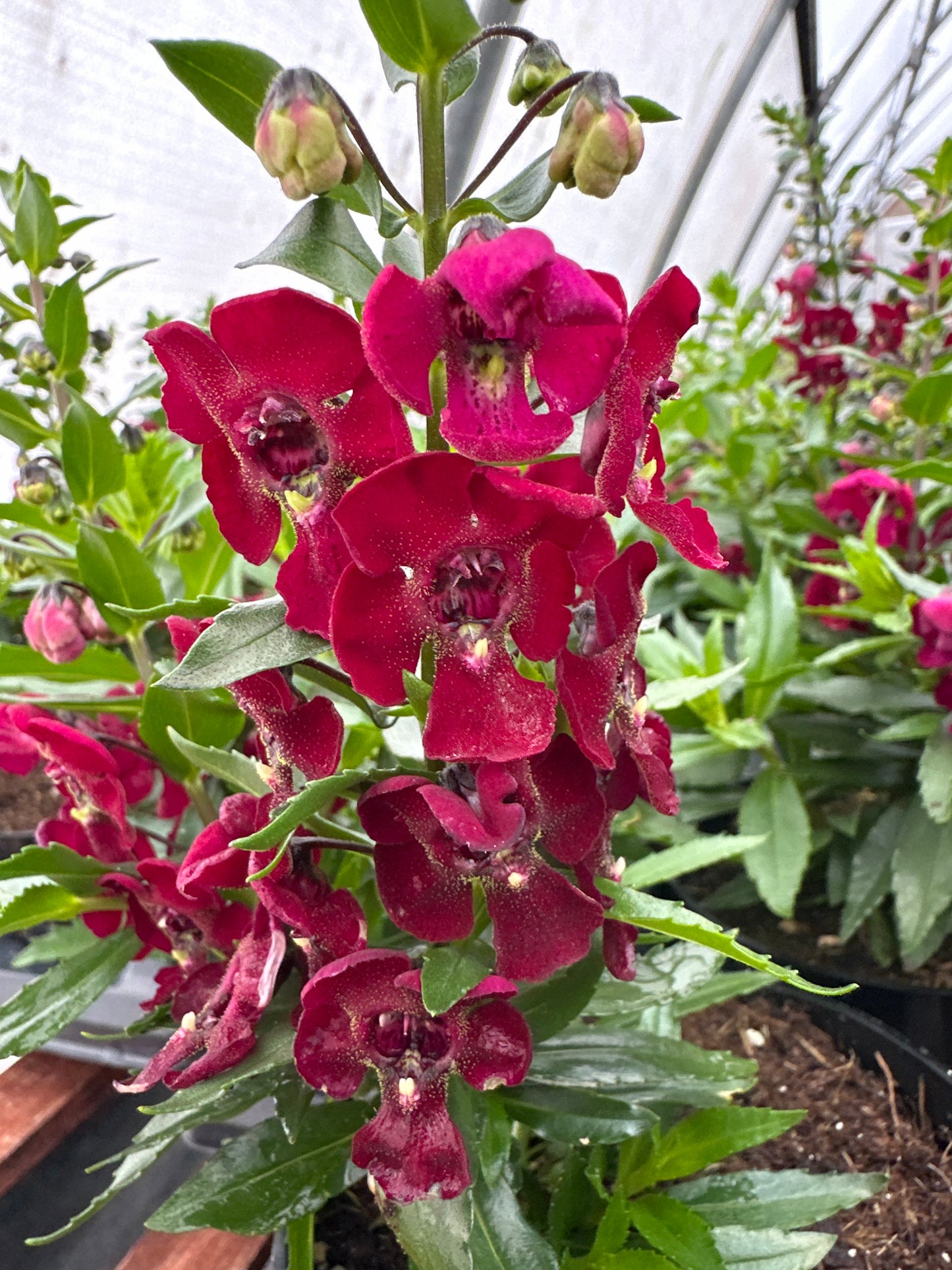 ANGELONIA ARCHANGEL RUBY SANGRIA - 4" POT