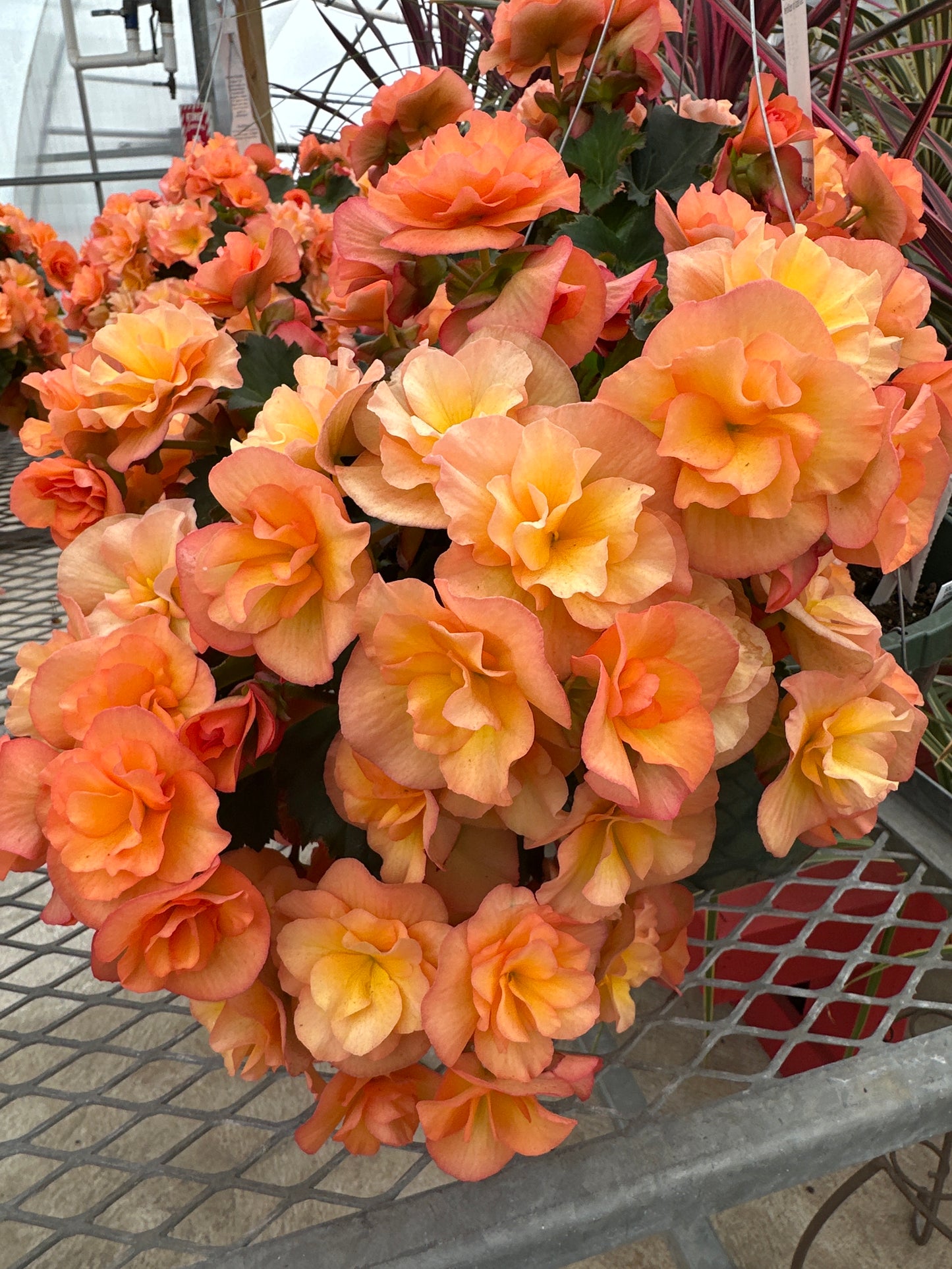 BEGONIA SOLENIAS APRICOT - 10'' HANGING BASKET